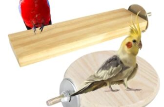 Sage Square Bird Wooden Circle & Stand Platform Combo of Two (2 * 5.5 & 4 inches) Rectangle & Cirle Shaped Perch Stand, Cage Accessories Playful Toy, Suitable for Birds, Parrots, Budgies