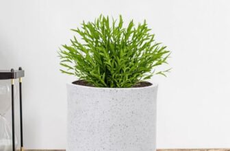 GTB Cylinder German Polymer Pots for Plants Highly Durable Polymers Lightweight Indoor Outdoor Plant Pots, Flower Pot Gamla Tree Planter Container Planters(Plant not Included) (White Marble, 10 inch)