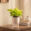 Kyari Golden Money Plant Indoor Live Plant with White Self Watering Pot 4 Inch – Money Plant Indoor Live Plant with Pot for Home, Living Room – Lucky Vastu Air Purifying Plant