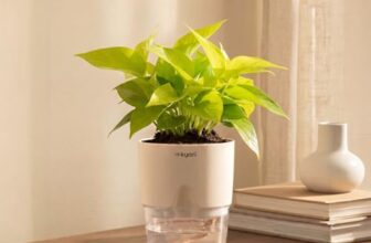 Kyari Golden Money Plant Indoor Live Plant with White Self Watering Pot 4 Inch – Money Plant Indoor Live Plant with Pot for Home, Living Room – Lucky Vastu Air Purifying Plant