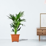 Trustbasket Earthbox-8 Square Plastic Planter Brown (Set Of 3) | Heavy Duty Highly Durable Plant Container/Gamla For Indoor Home Decor & Outdoor Balcony Garden