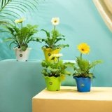TrustBasket Blossom Pot 6-inch Table Top Planter Pot (Pack of 4) | Heavy Duty Plastic Indoor and Outdoor Planter for Home Decor
