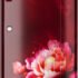 Panasonic 230 L Direct Cool Single Door 3 Star Refrigerator(Becky Red Floral, NR-A242CFRN)